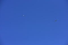 Gliders in a Thermal