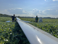 Ka6e In Soy Field